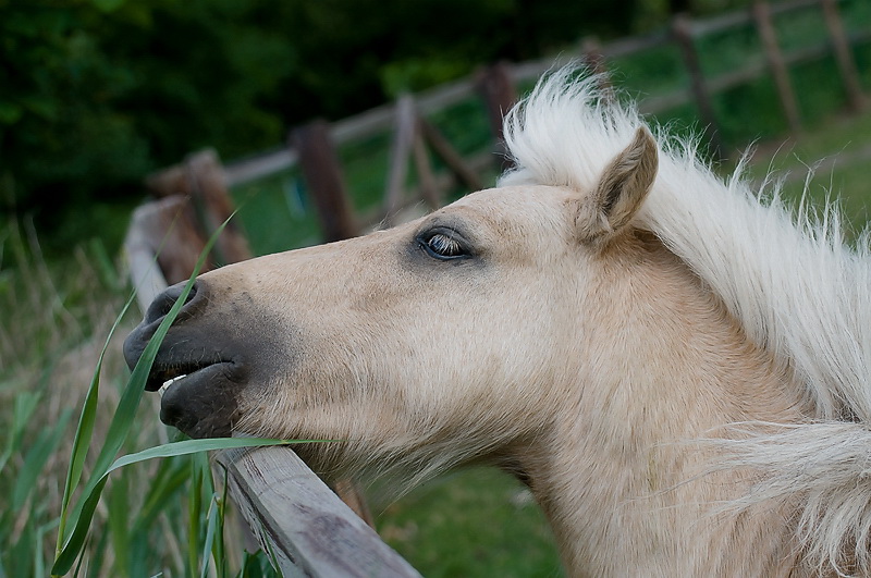 Winterswijk TiereWinterswijk D35_8357 als Smart-Objekt-1 Kopie.jpg - Dieser Kamerad schnappte immer nach meiner Kamera. Vielleicht wollte er aber auch nur fotografiert werden. 